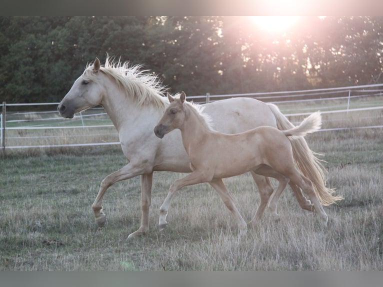 PRE Stallone Puledri (06/2026) 164 cm Palomino in Kirn
