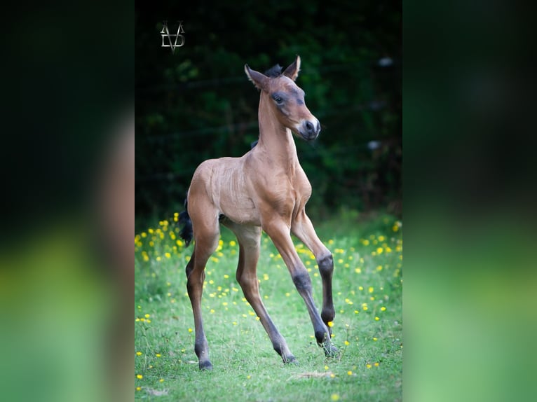 PRE Stallone  165 cm Baio nero in La Vespi&#xE8;re-Friardel
