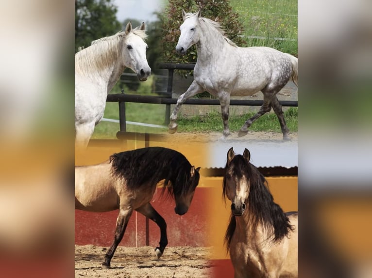 PRE Mix Stallone Puledri (02/2026) 165 cm Falbo in Bosmie l’Aiguille