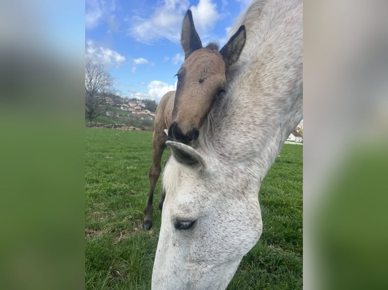 PRE Mix Stallone Puledri (02/2026) 165 cm Falbo in Bosmie l’Aiguille