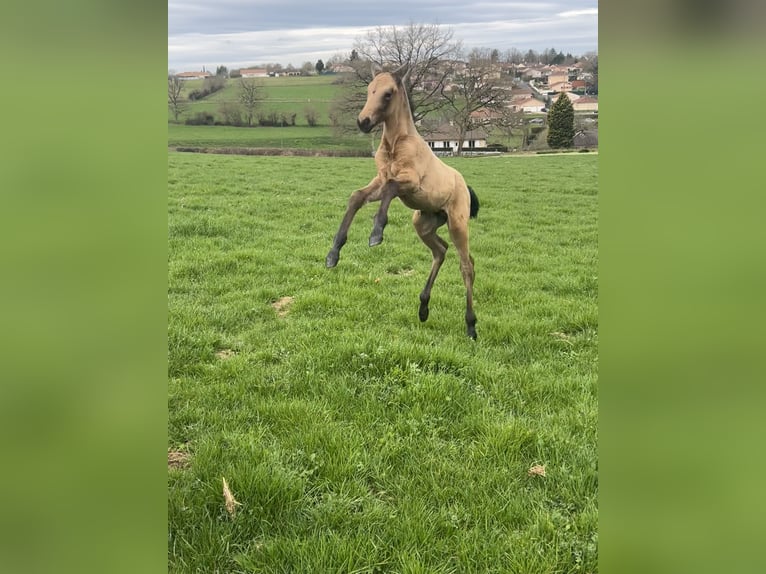 PRE Mix Stallone Puledri (02/2026) 165 cm Falbo in Bosmie l’Aiguille