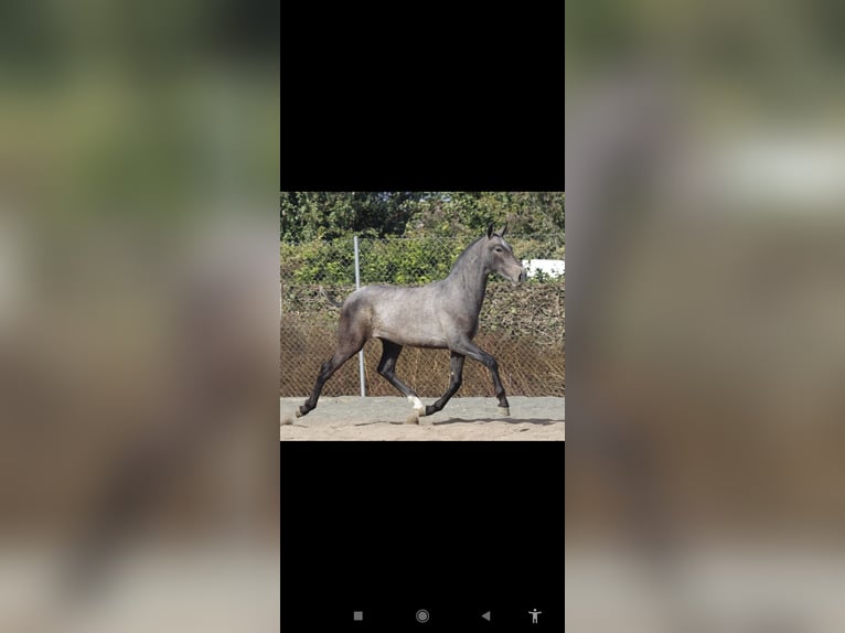 PRE Stallone Puledri (10/2025) 165 cm Grigio in Murcia