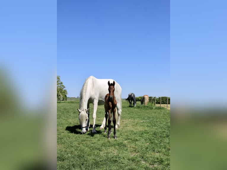 PRE Stallone  165 cm Grigio in Serooskerke