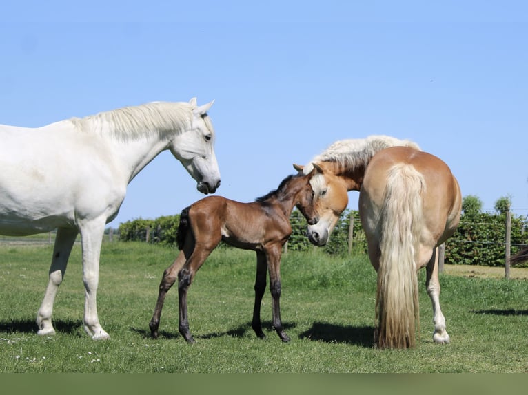 PRE Stallone  165 cm Grigio in Serooskerke