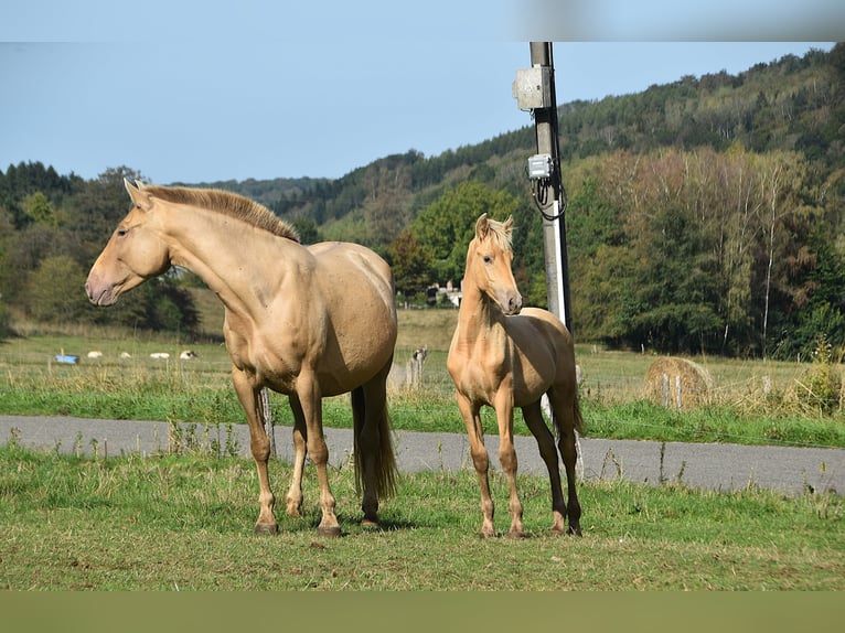 PRE Stallone Puledri (04/2026) 165 cm Pearl in Dochamps