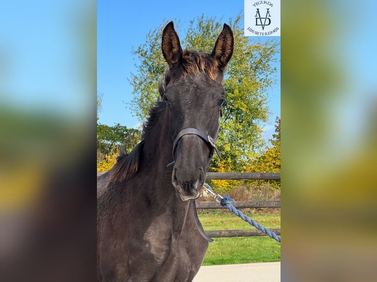 PRE Stallone Puledri (03/2025) 168 cm Morello in La Vespi&#xE8;re-Friardel