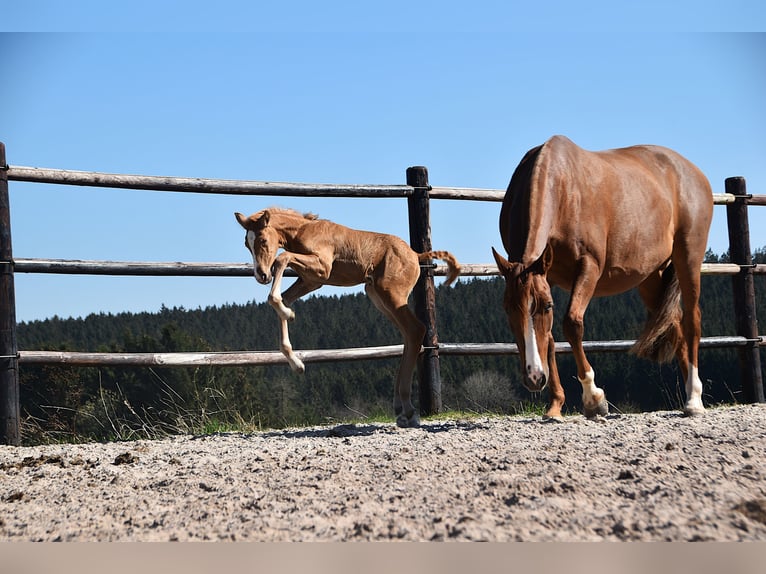 PRE Stallone  Palomino in Manhay