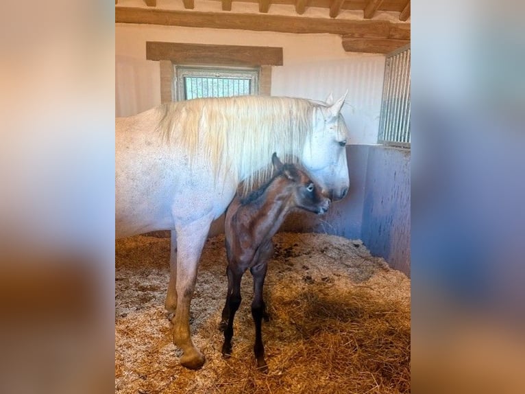 PRE Stallone Puledri (04/2026) Può diventare grigio in Cana