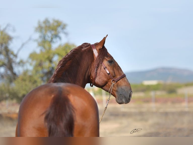 PRE Stallone Sauro in Utiel