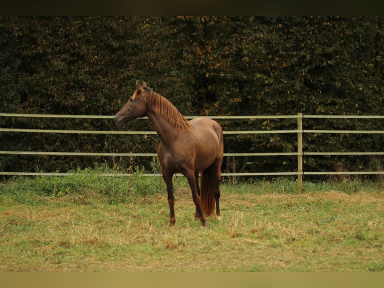 PRE Blandning Sto 16 år 155 cm Svart in Waldshut-Tiengen