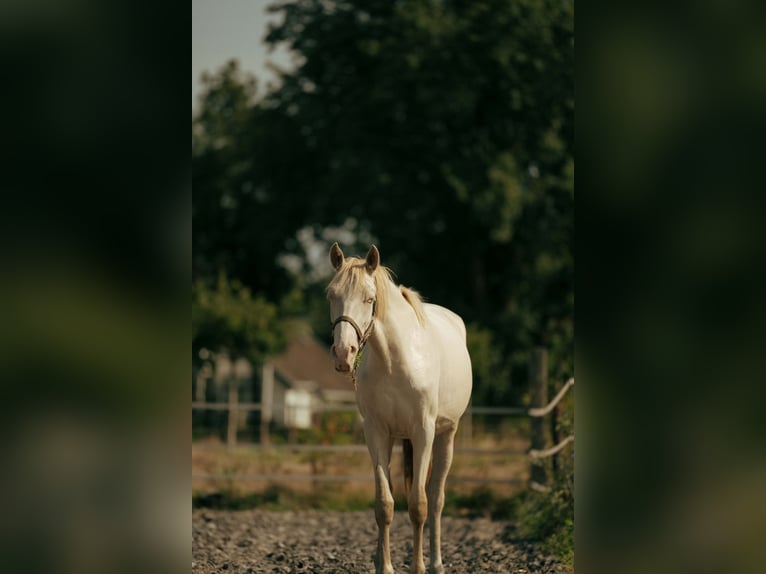 PRE Sto 2 år 155 cm Perlino in Bourtange