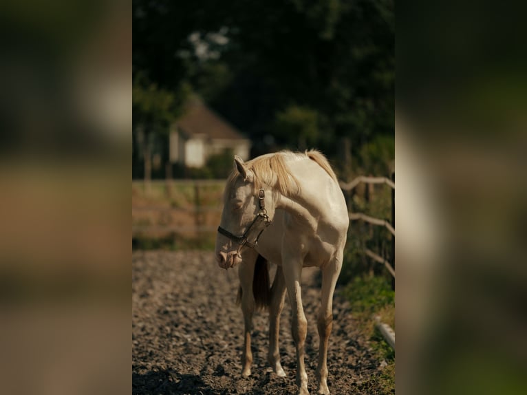 PRE Sto 2 år 155 cm Perlino in Bourtange