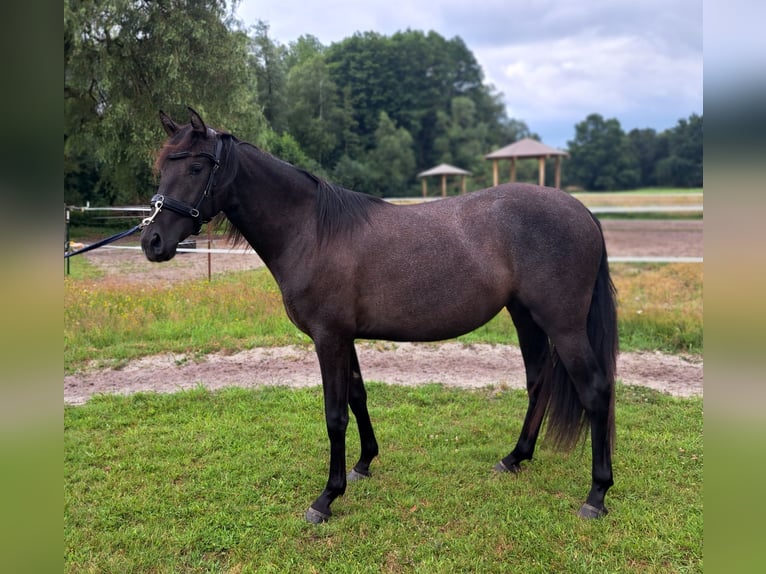 PRE Blandning Sto 2 år 160 cm Kan vara vit in Munster