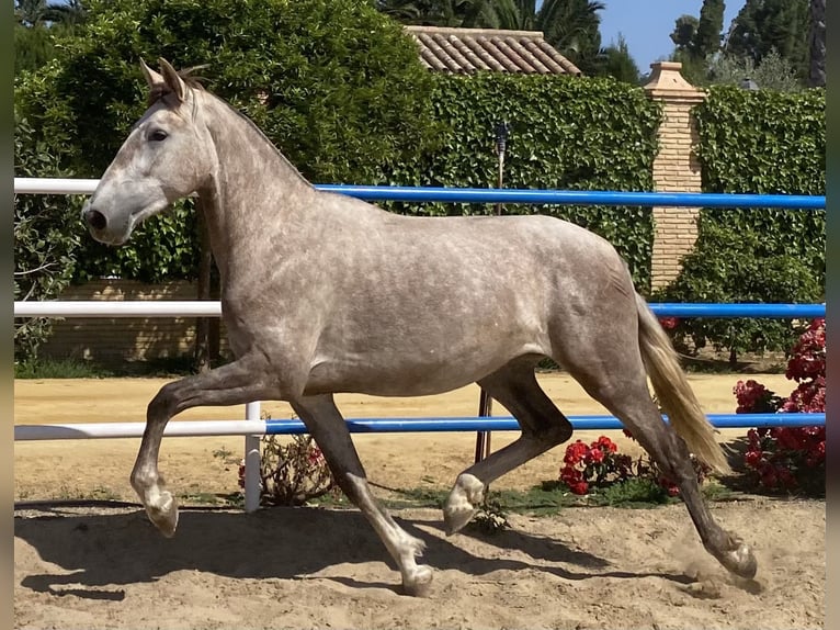 PRE Sto 2 år 165 cm Grå in Fuentes De Andalucia