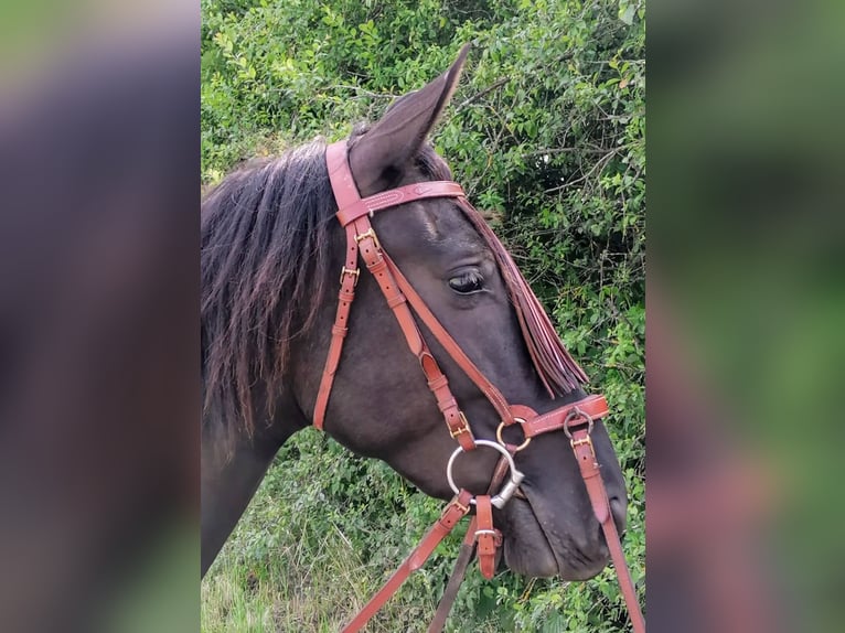 PRE Sto 3 år 156 cm Mörkbrun in Stammbach