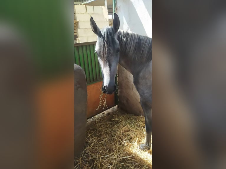 PRE Sto 3 år 157 cm Grå in Almeria