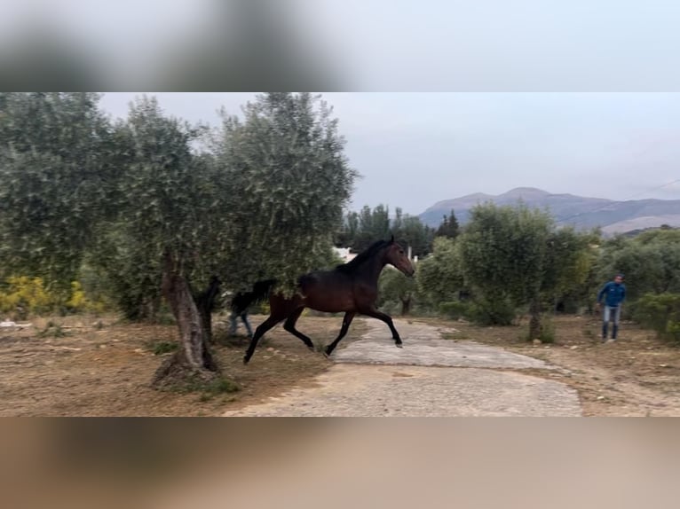 PRE Blandning Sto 4 år 153 cm Mörkbrun in Ronda
