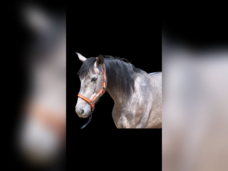 PRE Sto 4 år 155 cm Grå in Bad Laer