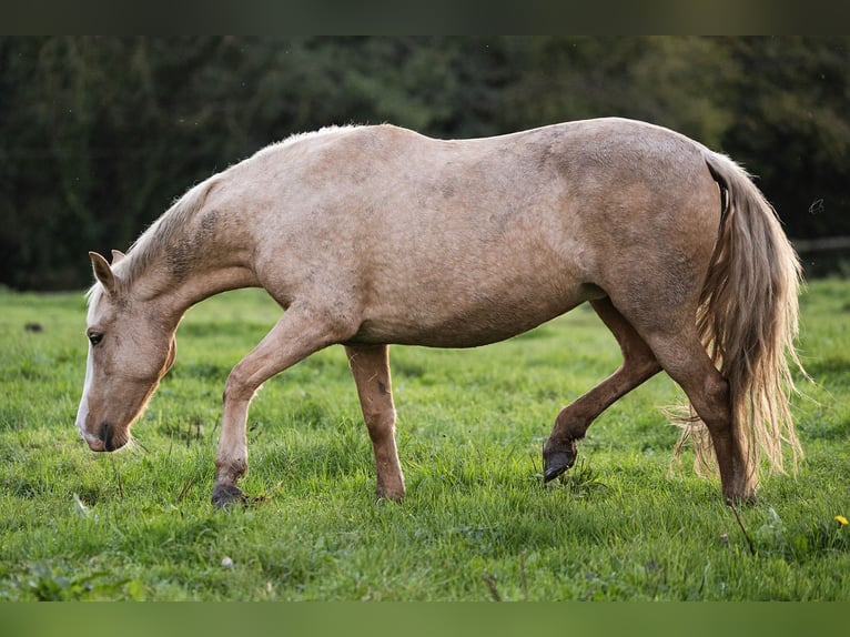 PRE Blandning Sto 4 år 155 cm Palomino in Tellières-le-Plessis