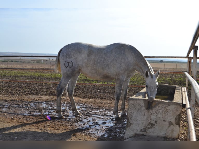 PRE Sto 4 år 165 cm in Fuentes De Andalucia