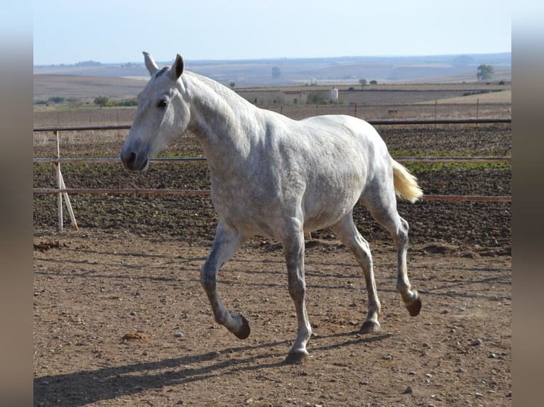 PRE Sto 4 år 165 cm in Fuentes De Andalucia