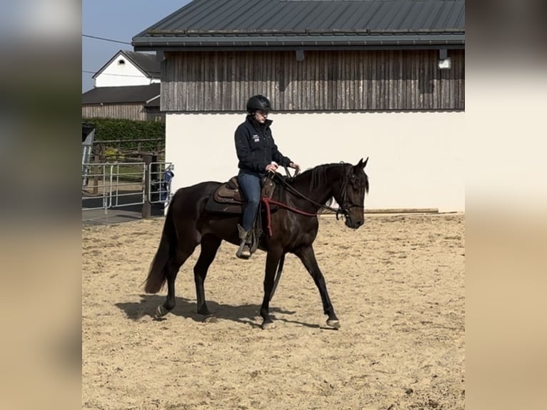 PRE Blandning Sto 9 år 155 cm Brun in Daleiden