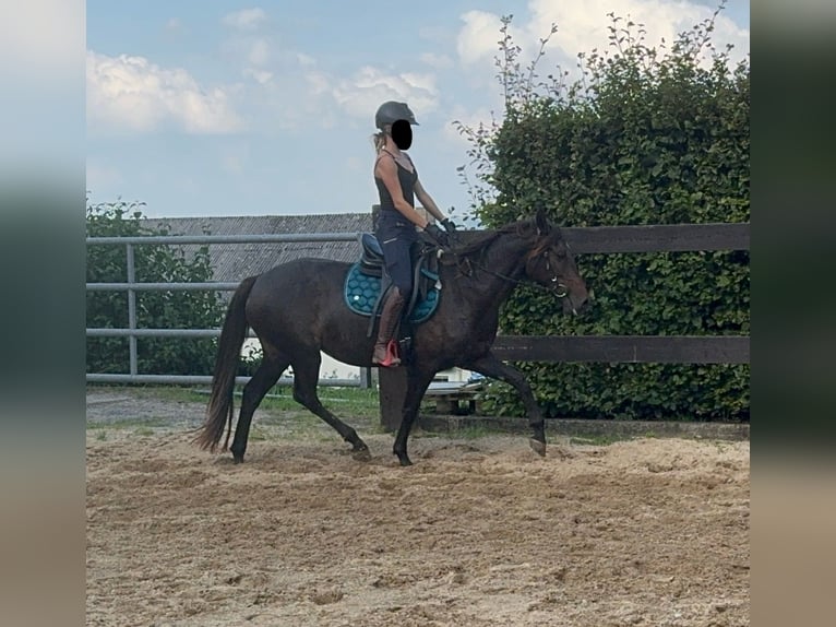 PRE Blandning Sto 9 år 155 cm Brun in Daleiden