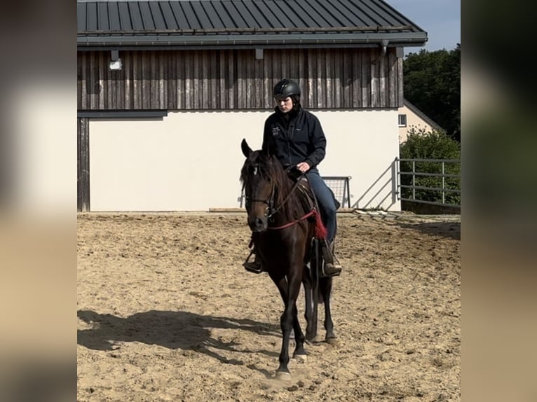 PRE Blandning Sto 9 år 155 cm Brun in Daleiden