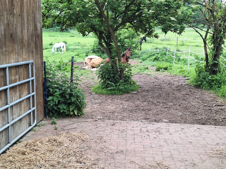 PRE Mix Stute 10 Jahre 148 cm Palomino in Klein Upahl