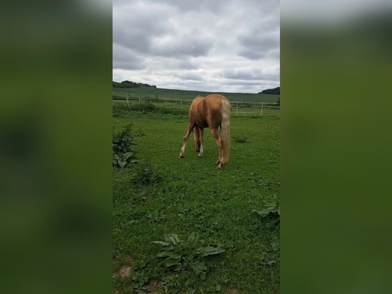 PRE Stute 10 Jahre 148 cm Palomino in Klein Upahl