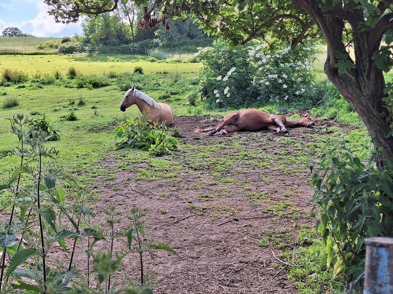 PRE Stute 10 Jahre 150 cm Palomino in Klein Upahl