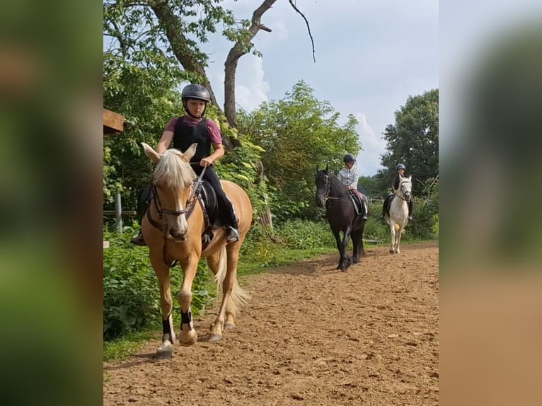 PRE Stute 10 Jahre 150 cm Palomino in Klein Upahl