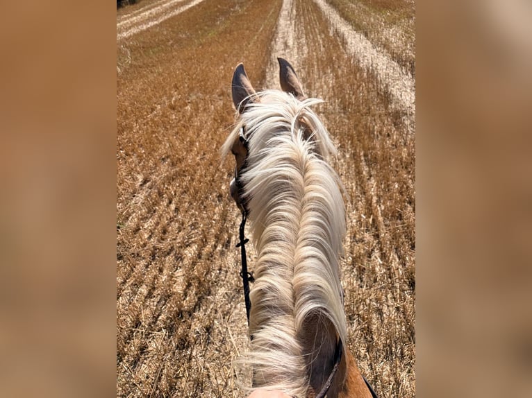PRE Stute 10 Jahre 150 cm Palomino in Klein Upahl