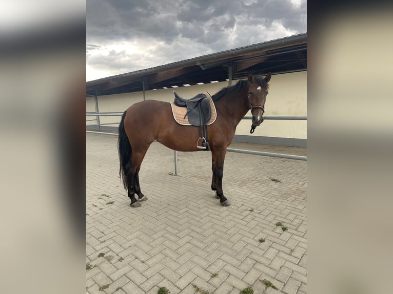 PRE Mix Stute 10 Jahre 155 cm Brauner in Hennef