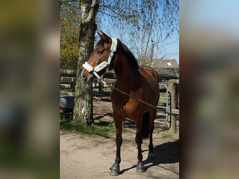 PRE Mix Stute 10 Jahre 155 cm Brauner in Hennef
