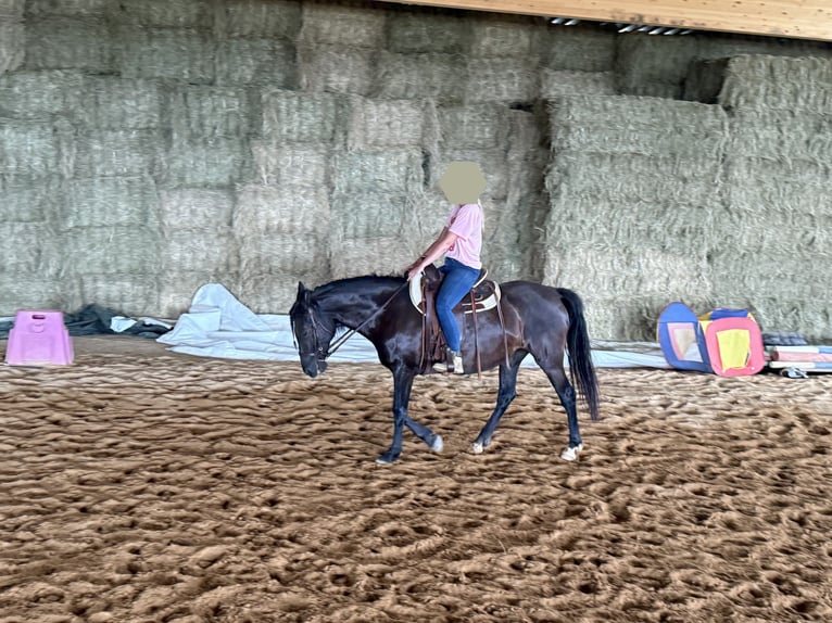 PRE Mix Stute 10 Jahre 155 cm Rappe in Niederirsen