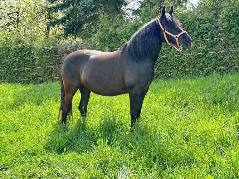 PRE Mix Stute 10 Jahre 155 cm Rappe in Niederirsen