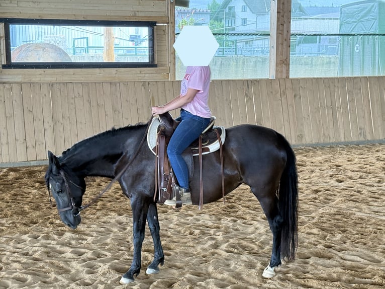 PRE Mix Stute 10 Jahre 155 cm Rappe in Niederirsen