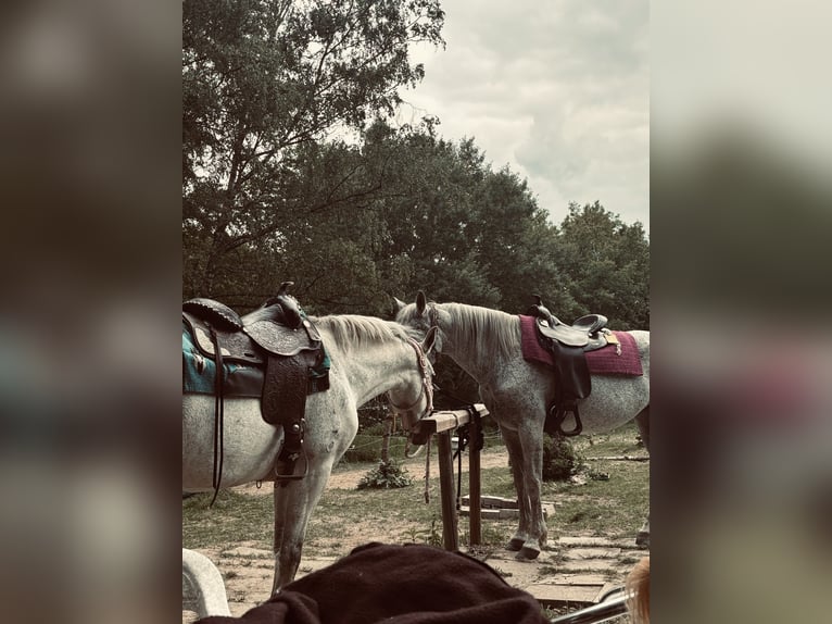 PRE Mix Stute 10 Jahre 155 cm Schimmel in Essen