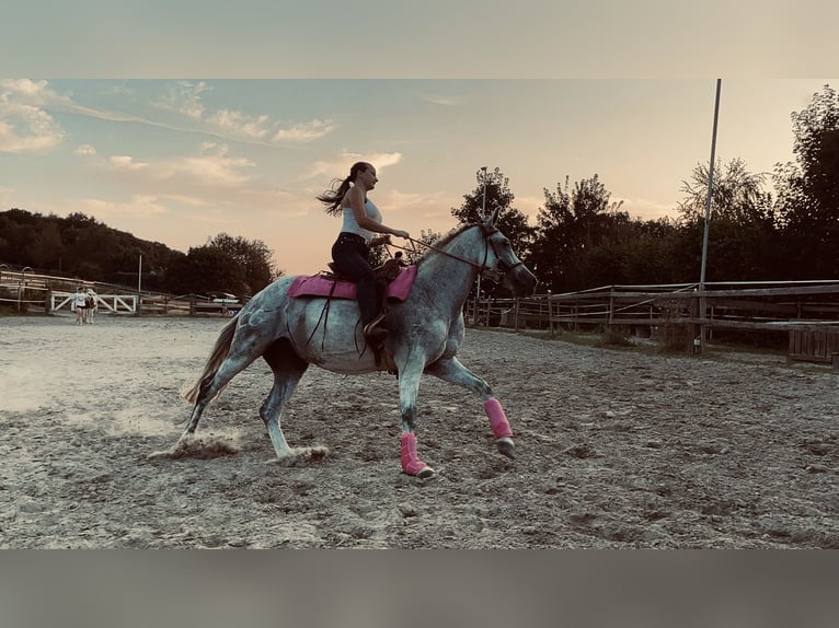 PRE Mix Stute 10 Jahre 155 cm Schimmel in Essen
