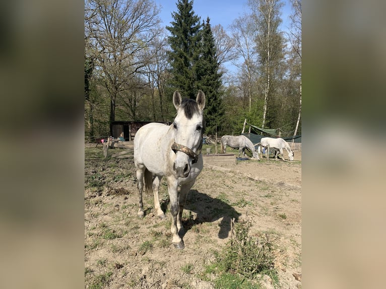 PRE Mix Stute 10 Jahre 155 cm Schimmel in Essen