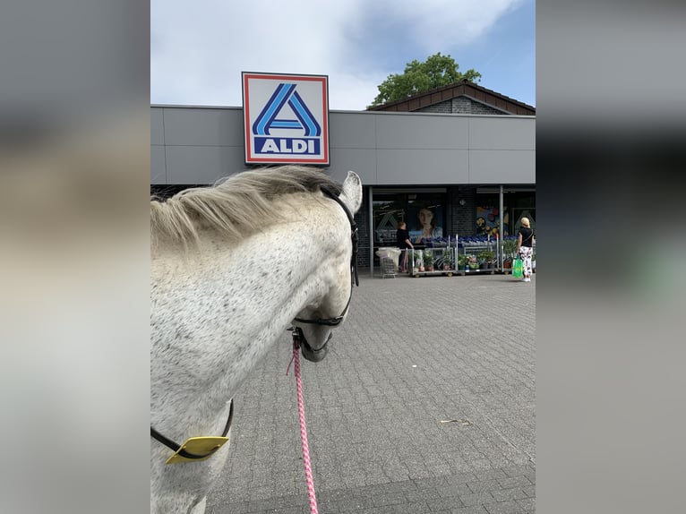 PRE Mix Stute 10 Jahre 155 cm Schimmel in Essen