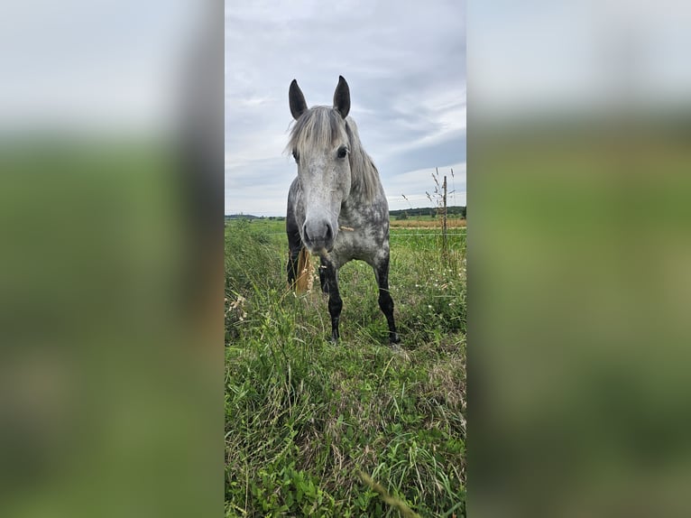 PRE Stute 10 Jahre 155 cm Schimmel in Wulkaprodersdorf / Vulkaprodr&#x161;tof