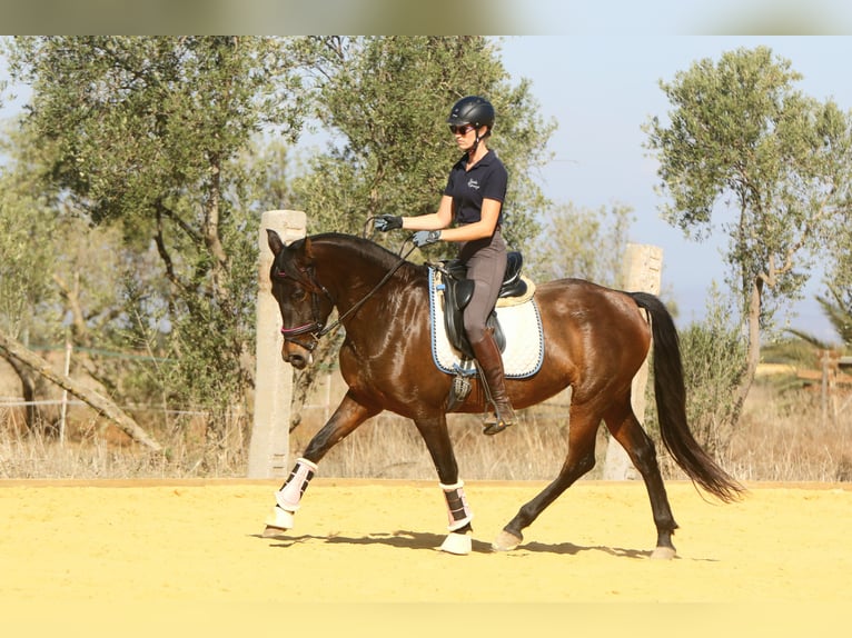 PRE Stute 10 Jahre 157 cm Dunkelbrauner in Carmona