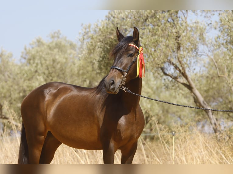 PRE Stute 10 Jahre 157 cm Dunkelbrauner in Carmona
