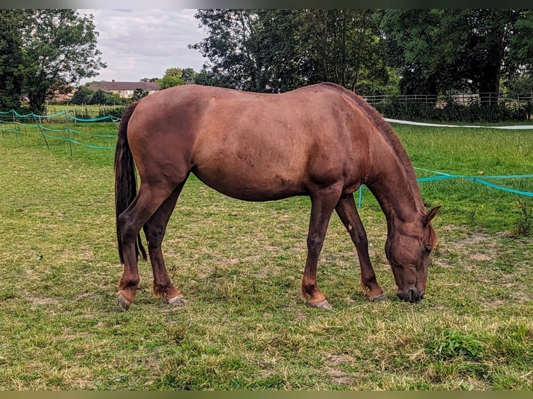 PRE Mix Stute 10 Jahre 158 cm Dunkelfuchs in Haslingfield