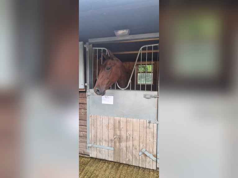 PRE Mix Stute 10 Jahre 158 cm Dunkelfuchs in Haslingfield