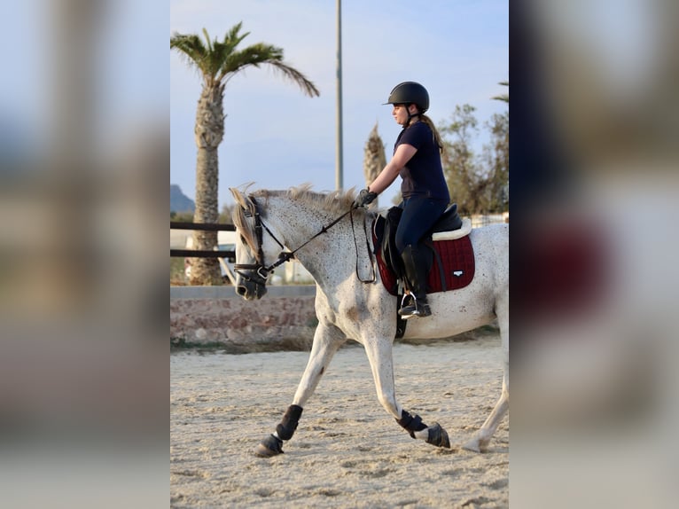 PRE Mix Stute 10 Jahre 160 cm Schimmel in Valencia