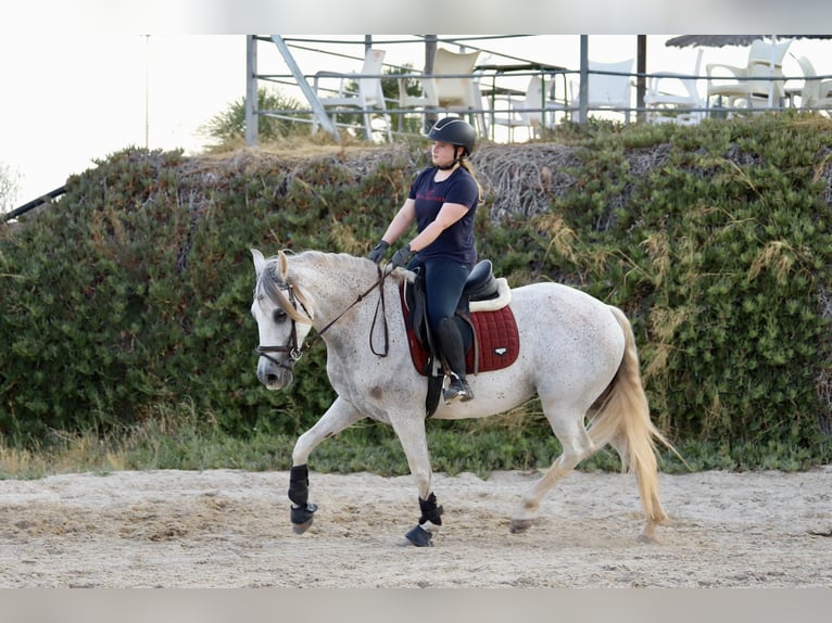PRE Mix Stute 10 Jahre 160 cm Schimmel in Valencia