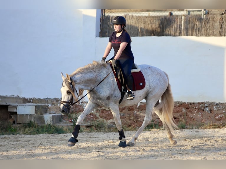 PRE Mix Stute 10 Jahre 160 cm Schimmel in Valencia